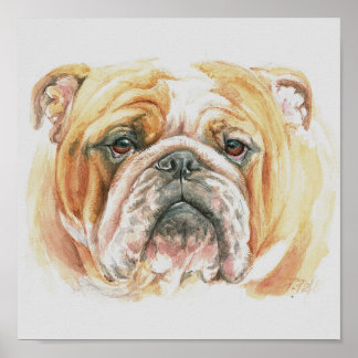 Engelska Bulldog ansikte Watercolor-målning Poster