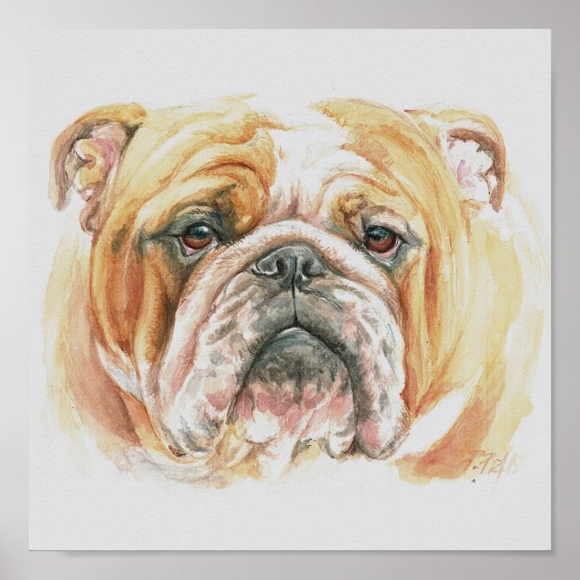 Engelska Bulldog ansikte Watercolor-målning Poster (Framsidan)