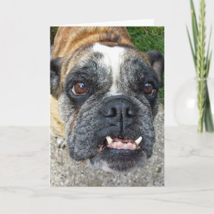 Engelska bulldog Birthday Kort