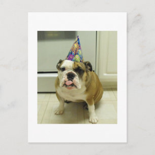 Engelska bulldog Birthday Vykort
