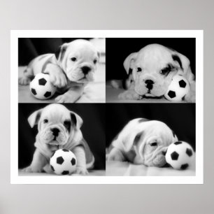 Engelska bulldog Collage Poster
