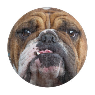 Engelska bulldog Dekorativ kudde