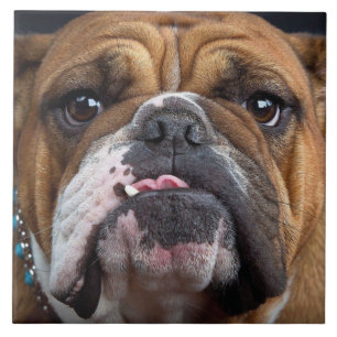 Engelska bulldog Dekorativ kudde Kakelplatta