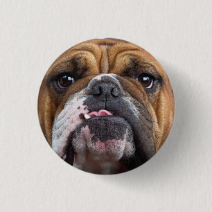 Engelska bulldog Dekorativ kudde Knapp