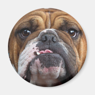 Engelska bulldog Dekorativ kudde Magnet