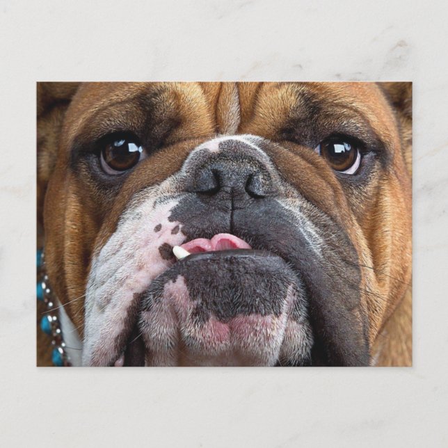 Engelska bulldog Dekorativ kudde Vykort (Framsida)