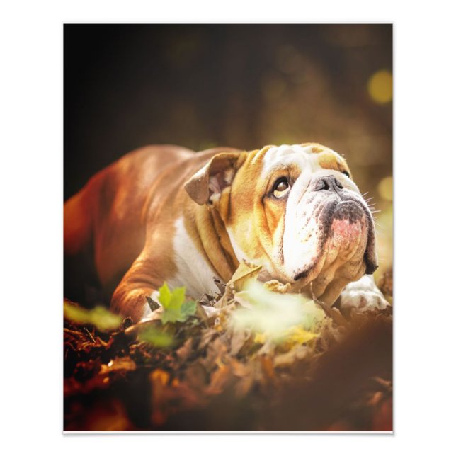 Engelska bulldog Forest Photo Fototryck (Framsidan)