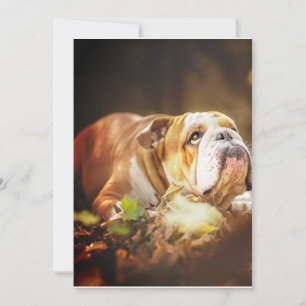 Engelska bulldog Forest Photo Julkort