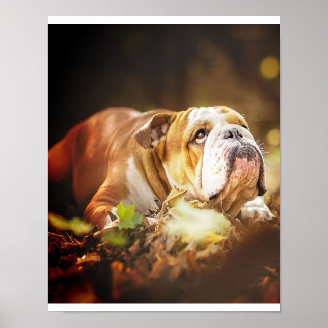 Engelska bulldog Forest Photo Poster (Framsidan)