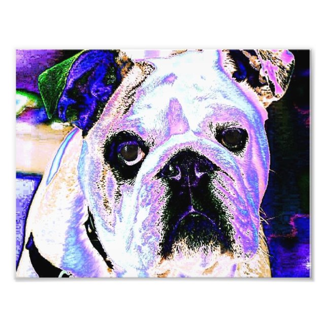 Engelska bulldog fototryck (Framsidan)