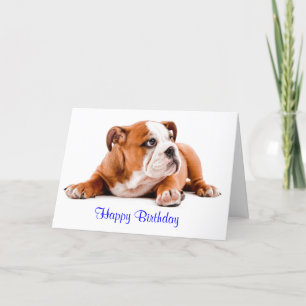 Engelska Bulldog Grattis på födelsedagen Card - Ve Kort