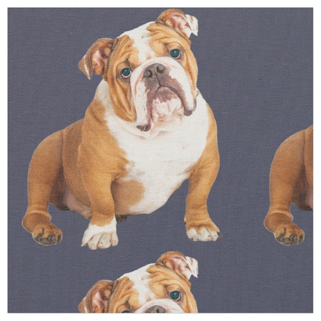 Engelska Bulldog-Hund Tyg (Närbild)