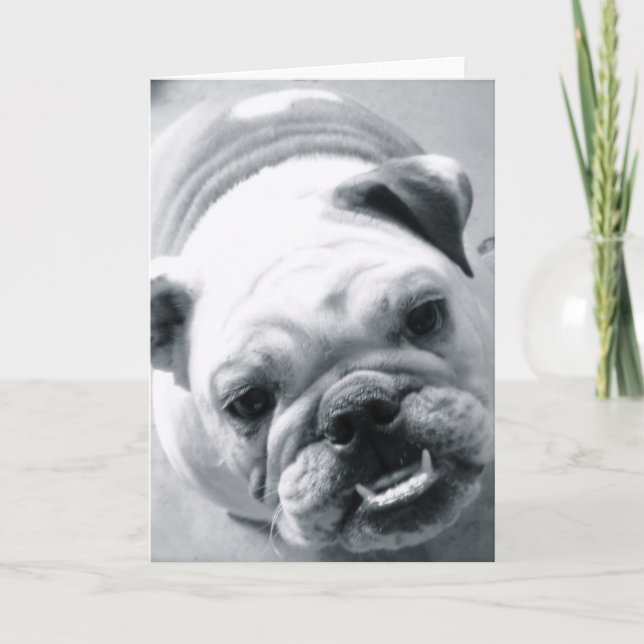 Engelska bulldog kort (Framsida)