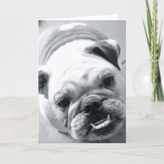 Engelska bulldog kort