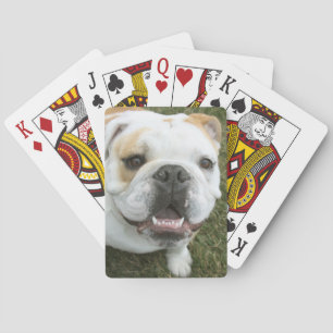 Engelska bulldog-kort casinokort