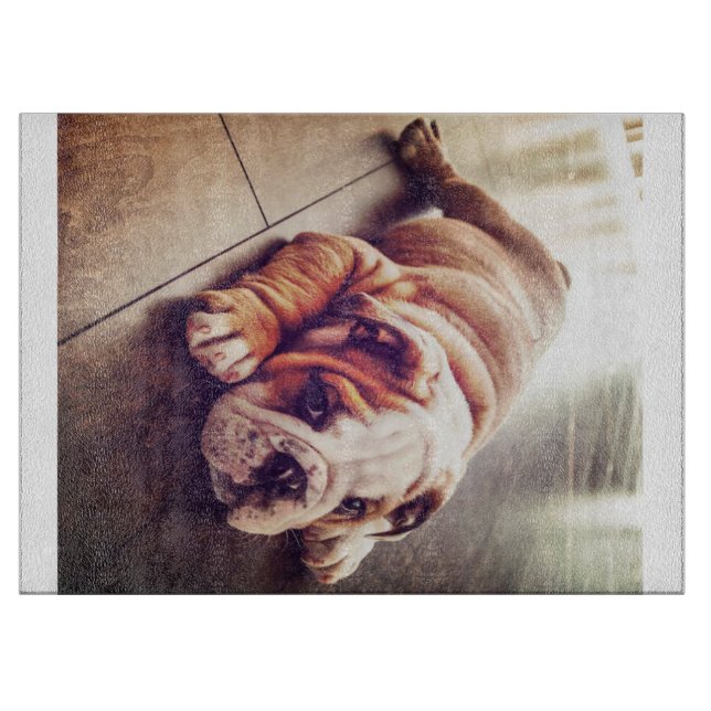 Engelska bulldog Ljugande Hund | Hund Photo (Framsidan)