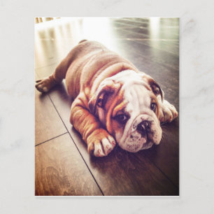 Engelska bulldog Ljugande Hund Hund Photo Flygblad