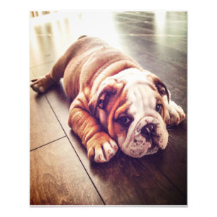 Engelska bulldog Ljugande Hund Hund Photo Fototryck