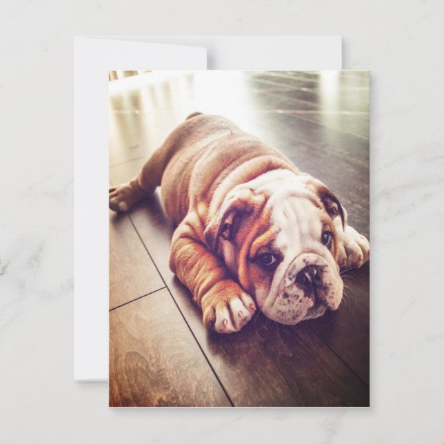 Engelska bulldog Ljugande Hund | Hund Photo Inbjudningar (Framsida)