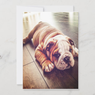 Engelska bulldog Ljugande Hund Hund Photo Julkort