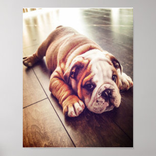 Engelska bulldog Ljugande Hund Hund Photo Poster