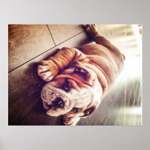 Engelska bulldog Ljugande Hund Hund Photo Poster