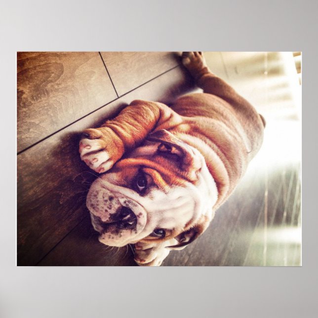 Engelska bulldog Ljugande Hund | Hund Photo Poster (Framsidan)