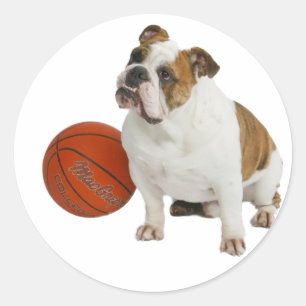 Engelska bulldog med basket runt klistermärke