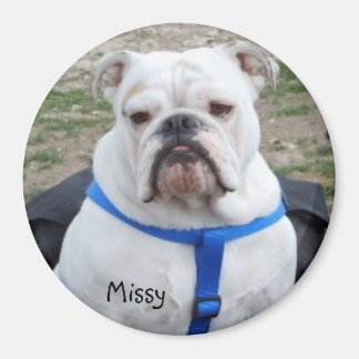 Engelska bulldog Missy Magnet