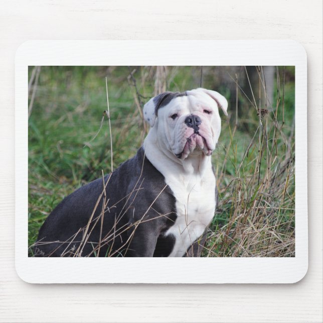 Engelska bulldog musmatta (Framsidan)