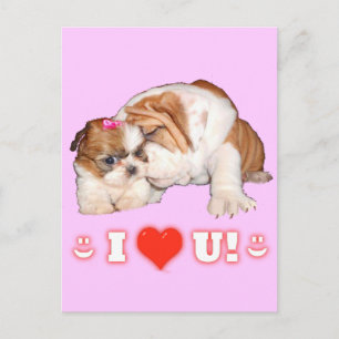 Engelska Bulldog och Shih Tzu I KÄRLEK You Cards Vykort