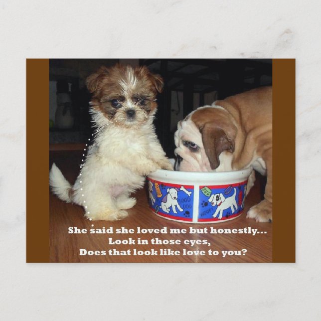 Engelska bulldog och Shih Tzu Puppy Vykort (Framsida)