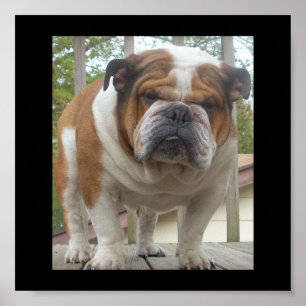 Engelska bulldog Poster