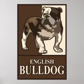 Engelska bulldog Poster