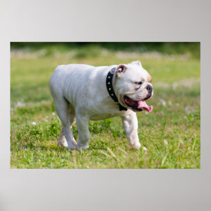 Engelska bulldog poster