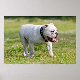 Engelska bulldog poster