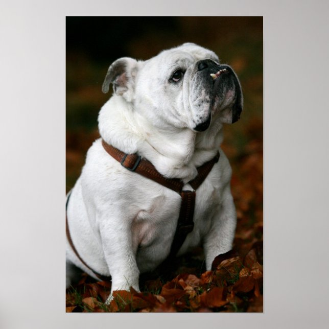 Engelska bulldog poster utskrift (Framsidan)
