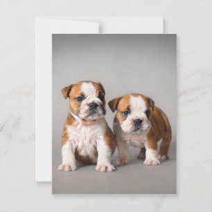 Engelska Bulldog Puppies Par Söt Bulldog Inbjudningar