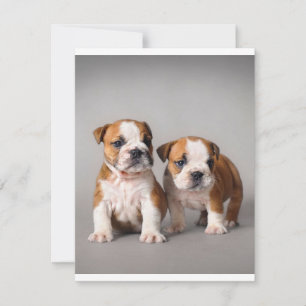 Engelska Bulldog Puppies   Söta Bulldoggar Par Inbjudningar