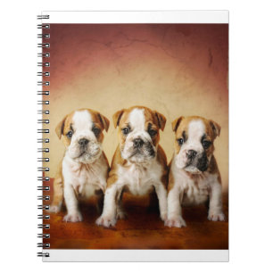 Engelska bulldog Puppies Verkligen Cute Anteckningsbok