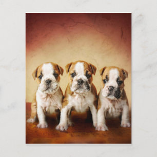Engelska bulldog Puppies Verkligen Cute Flygblad