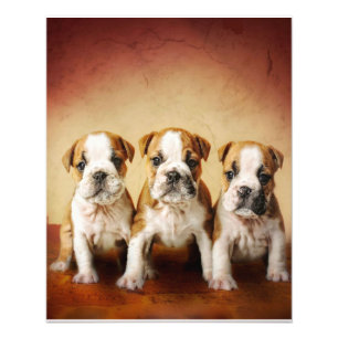 Engelska bulldog Puppies Verkligen Cute Fototryck