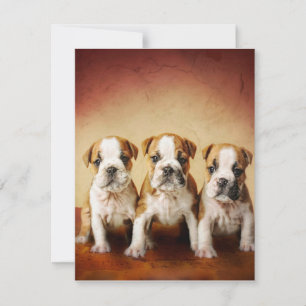 Engelska bulldog Puppies Verkligen Cute Inbjudningar