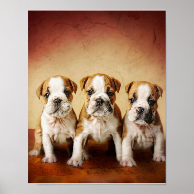 Engelska bulldog Puppies Verkligen Cute Poster (Framsidan)