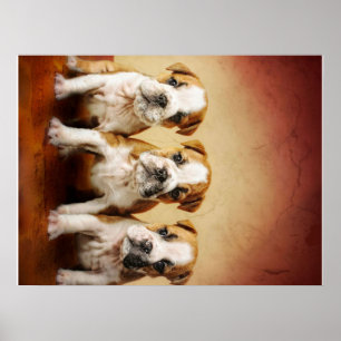 Engelska bulldog Puppies Verkligen Cute Poster