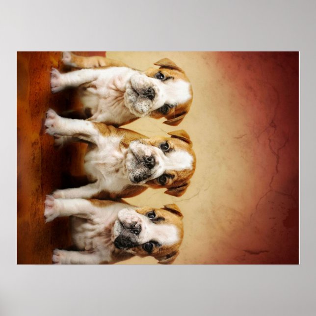 Engelska bulldog Puppies Verkligen Cute Poster (Framsidan)