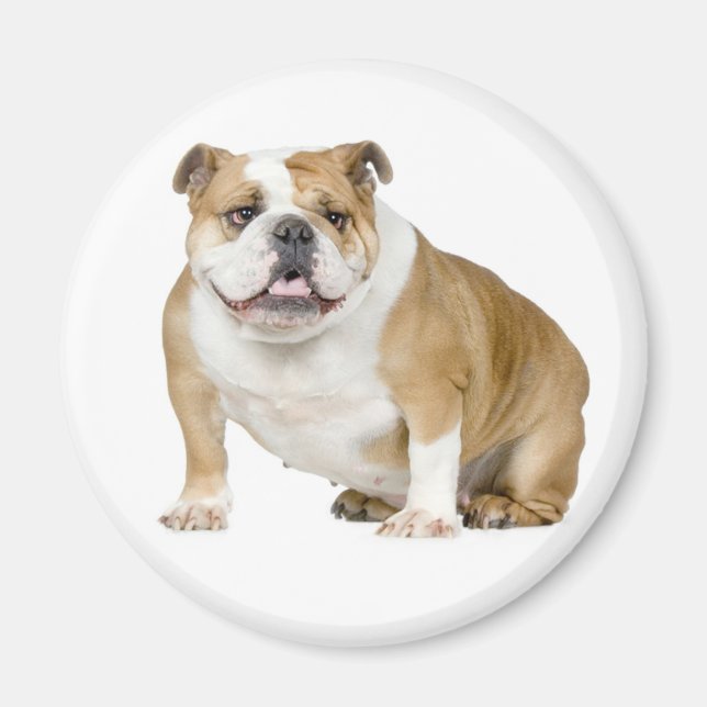 Engelska bulldog Puppy Hund Magnet (Framsidan)