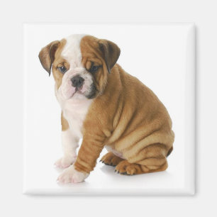 Engelska bulldog Puppy Hund Magnet