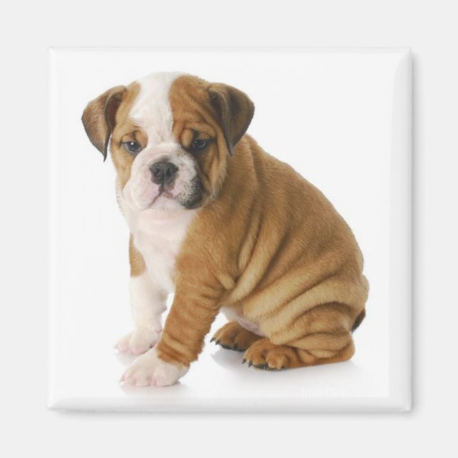 Engelska bulldog Puppy Hund Magnet (Framsidan)