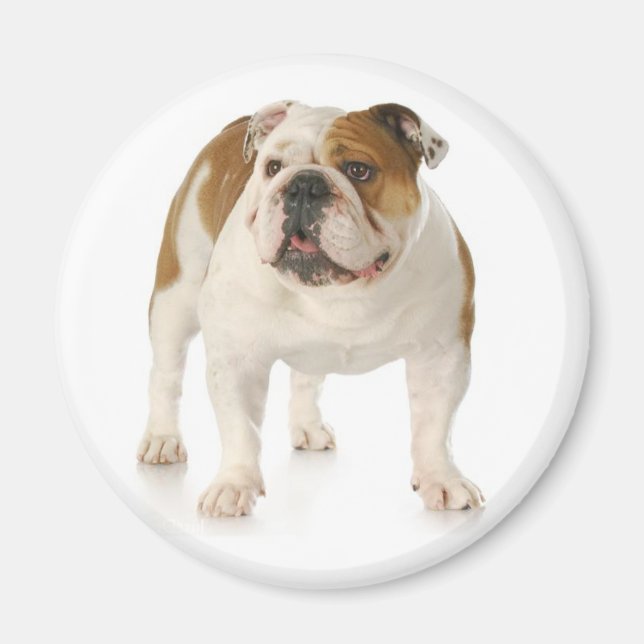 Engelska bulldog Puppy Hund Magnet (Framsidan)